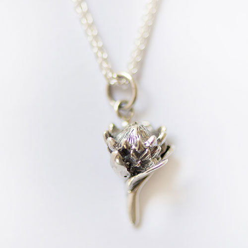 Protea Charm